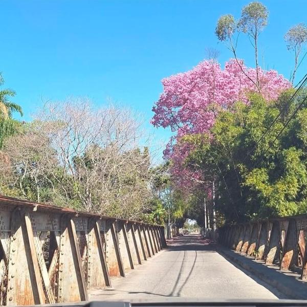 Lírio-da-paz - Foto 5