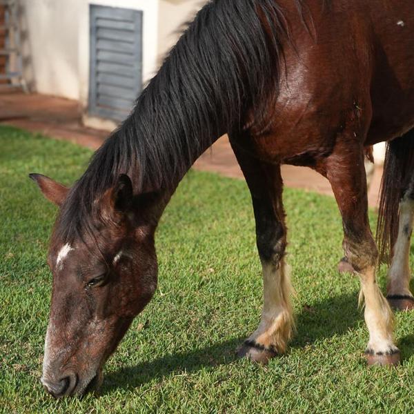 Hotel Fazenda Haras RD - Foto 5