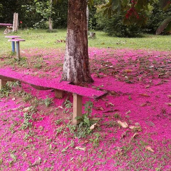 Pouso Jambo Rosa - Foto 5