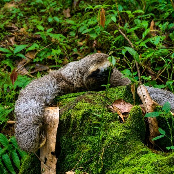 Pousada Rancho Da Preguiça