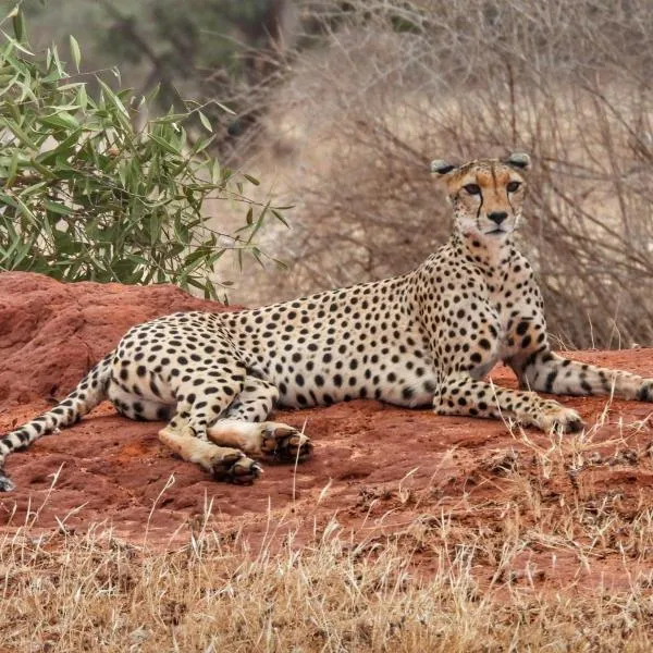 Tausa Tsavo Eco Lodge, ξενοδοχείο σε Voi