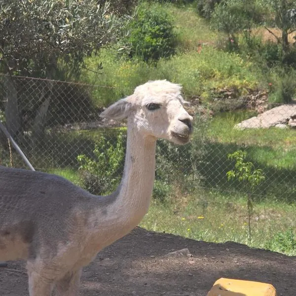 Experience Alpacas in Andalucia, hotel em Córdoba