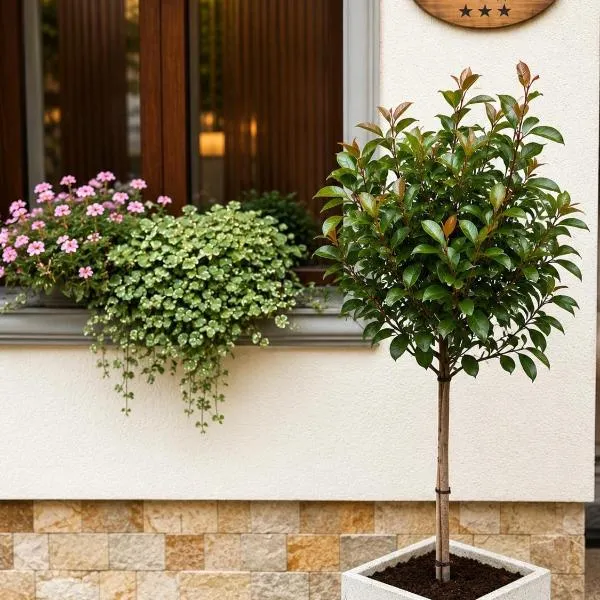 Dallure House Boutique Brasov, hotel di Braşov