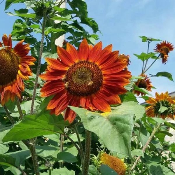 B&B Il Girasole, khách sạn ở Camigliatello Silano