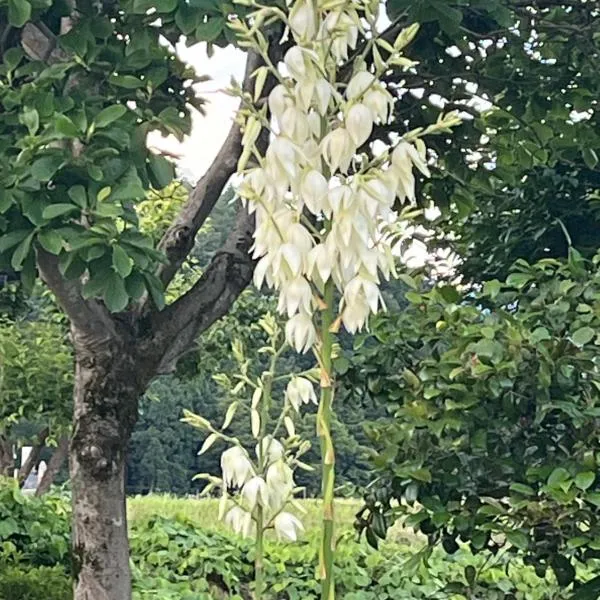 悠の宿, hotel in Katsuyama