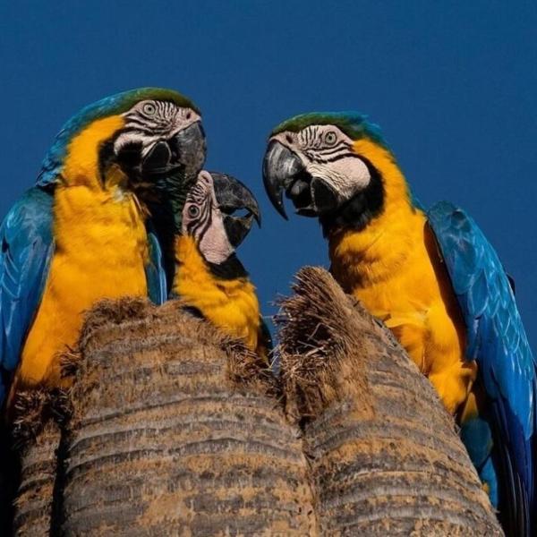 Arara 2 - Foto 2