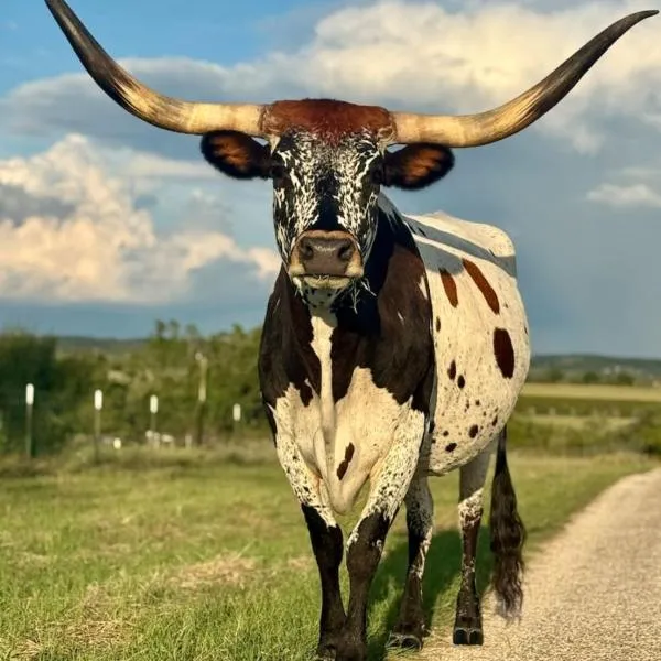 Longhorn House at The Sanctuary, hotel a Fredericksburg