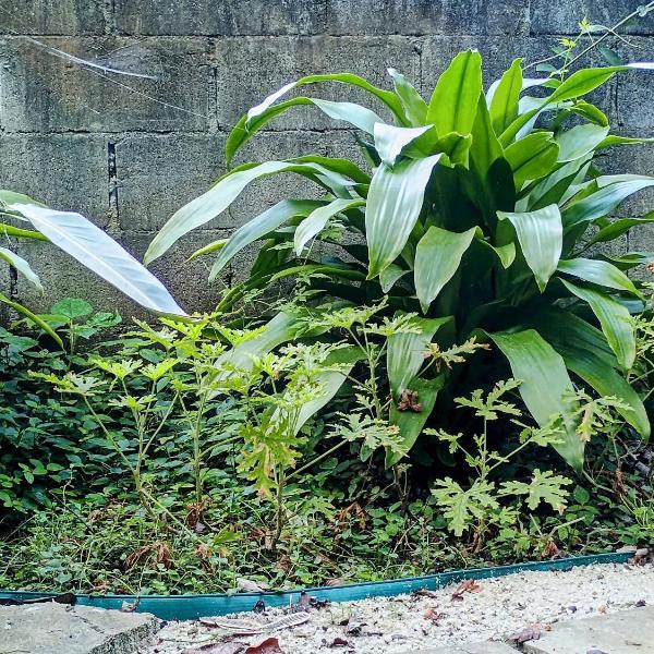 Quintal Oceano - Casa Antiga e Silenciosa com Quintal - Botafogo - Foto 4