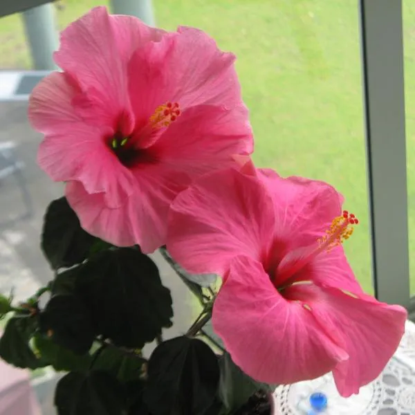 Hibiscus Bed & Breakfast, hotel in Waihi Beach