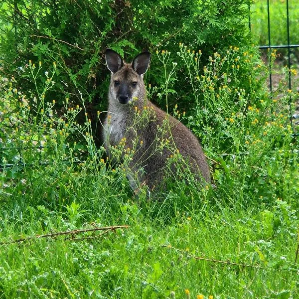 Le Nid des Wallabys, hotel di Monchy-le-Preux