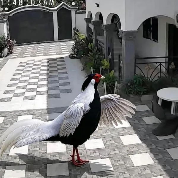 Cutting Edge Guest House, hotel a Lamin