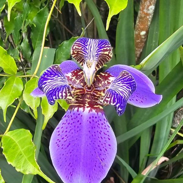 Pousada Paraíso Guapi - Foto 4