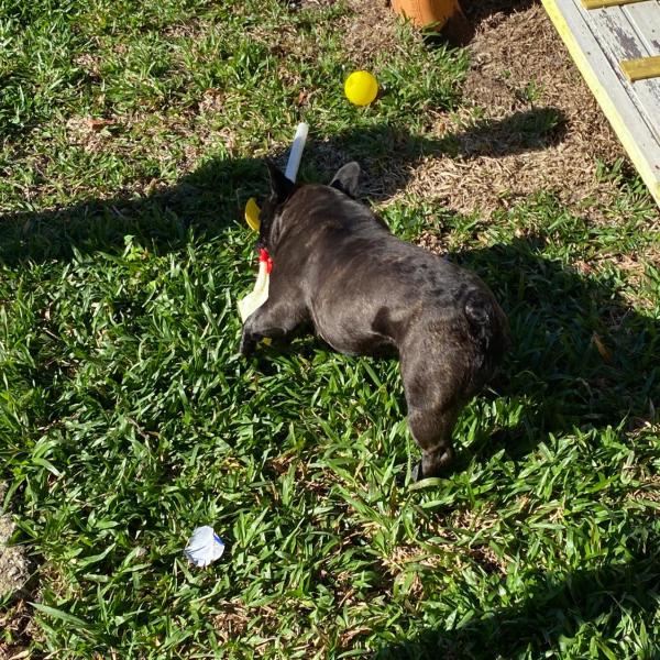 Villa Pet