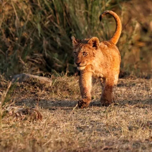 Foxy Crocodile Bush Lodge & Kruger Safaris, hotel di Marloth Park