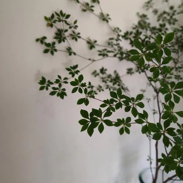 Guest House 桜 SAKURA, ξενοδοχείο σε Shingu