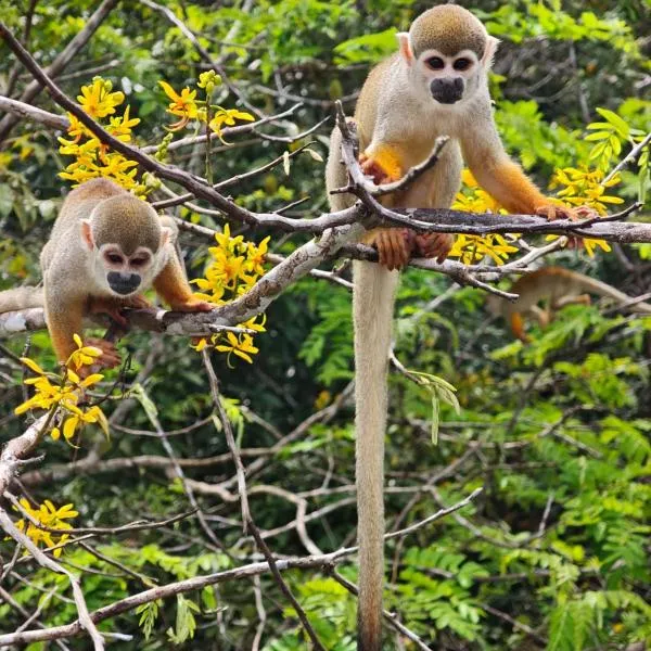 Amazonas Eco Tour - Private Jungle Tour, River Tour or Great Adventure TOUR INCLUDED ONLY IN DELUXE ROOMS, hotel din Iranduba