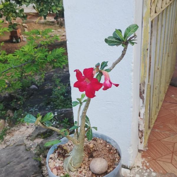 Casa Lunar - Foto 4
