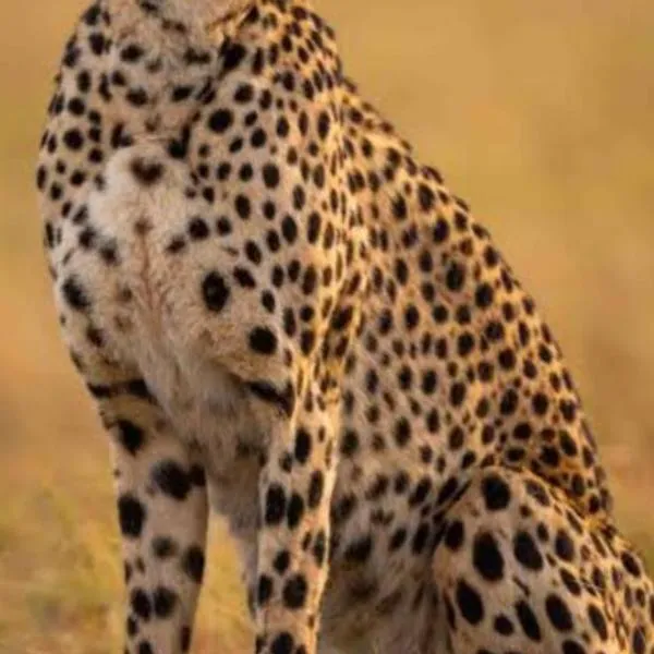 Leopard Lagoon 41 Holiday Home Dinokeng Big 5, hotel en Klipdrift