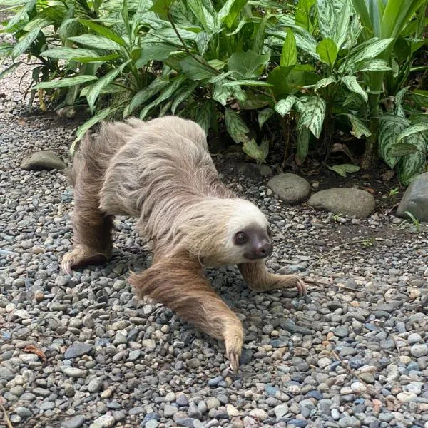 La Diosa Nature Lodge, hotel sa Cahuita