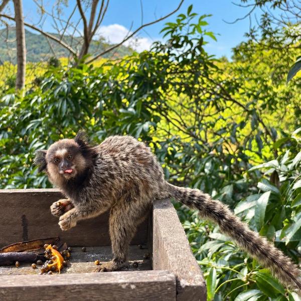 Apê Sunshine| Terraço| Interação com animais - Foto 4