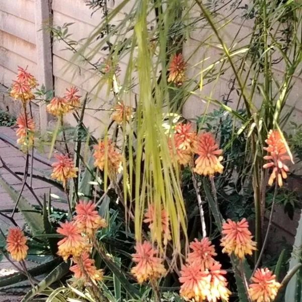 Aloe Haven، فندق في Lichtenburg