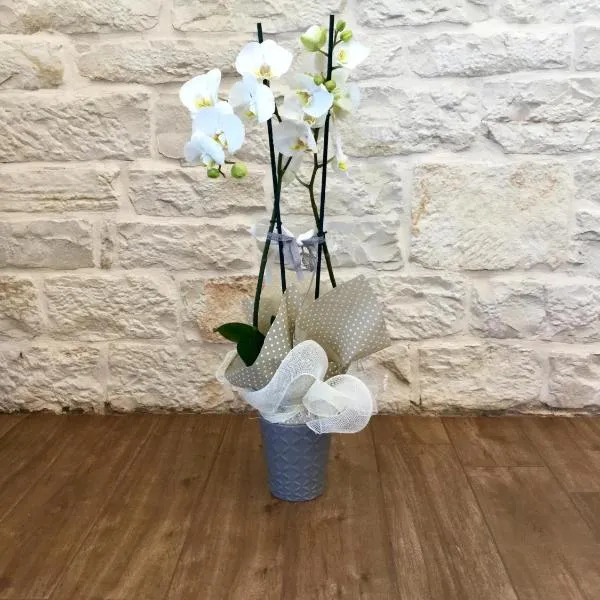 B&B Sant'Agostino, hotel in Giovinazzo