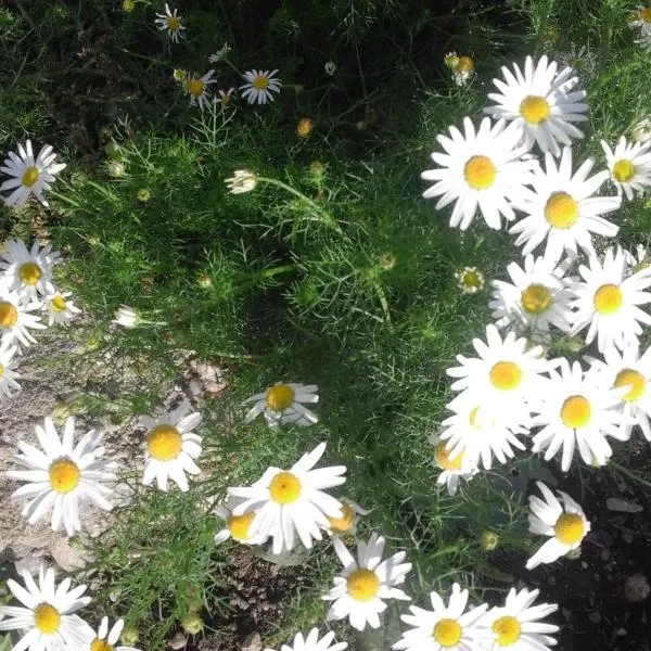 Pensiunea Margareta, hotel en Întorsura Buzăului