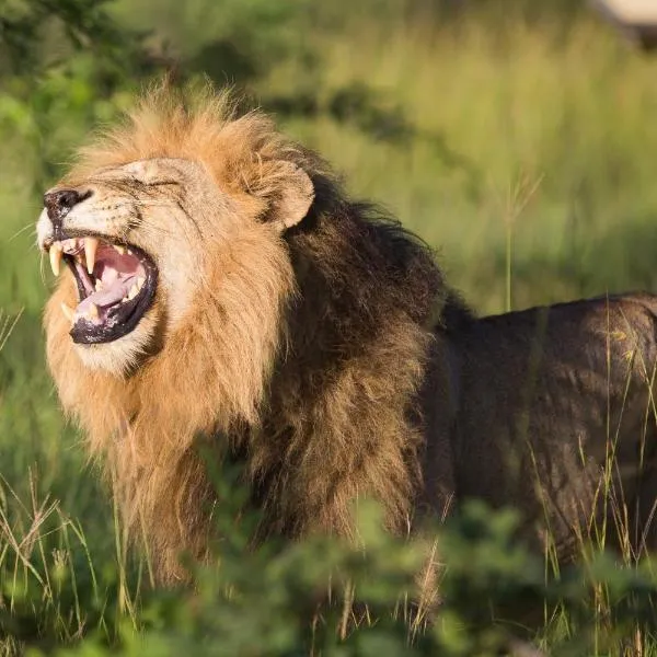 Ndzhaka Tented Camp, hotel u gradu Manyeleti Game Reserve