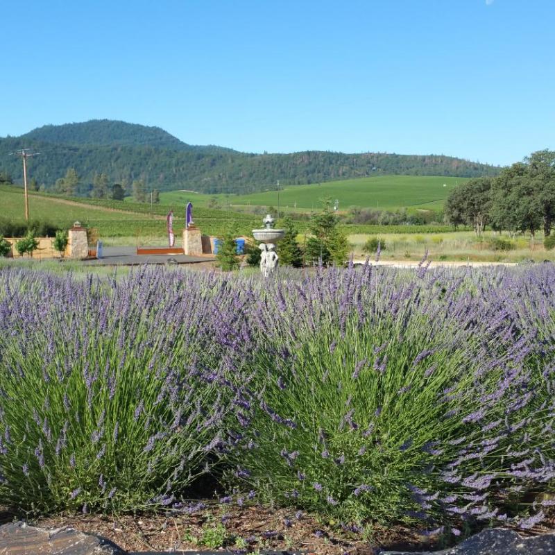Thorn Hill Vineyards Villa Suites