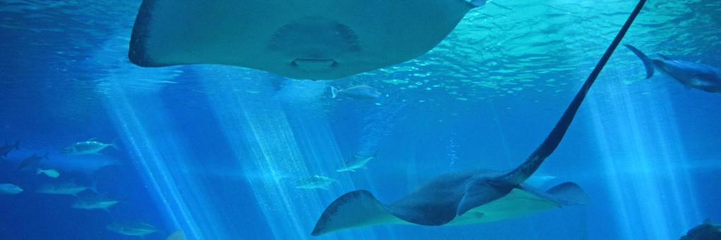 10 najboljih hotela u blizini znamenitosti Akvarij Den Blå Planet, National  Aquarium Denmark u Kopenhagenu, Danska