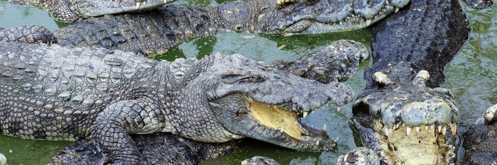 Everglades Alligator Farm Homestead