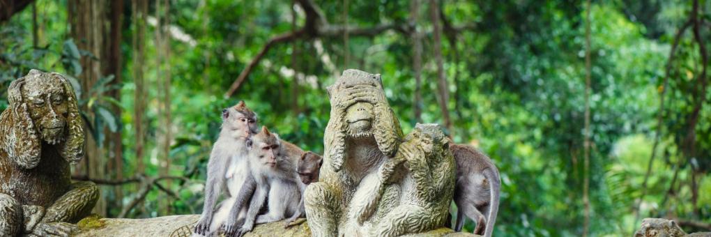 Les 10 meilleurs hôtels à proximité de : Forêt des singes d''Ubud, Ubud,  Indonésie
