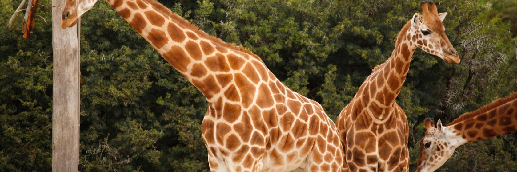 Die 10 besten Hotels in der Nähe von: Zoo Paphos, in Peyia, Zypern