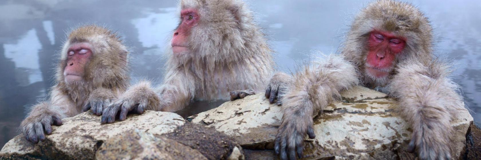 地獄谷野猿公苑 日本 山ノ内町 近くの人気ホテル10軒