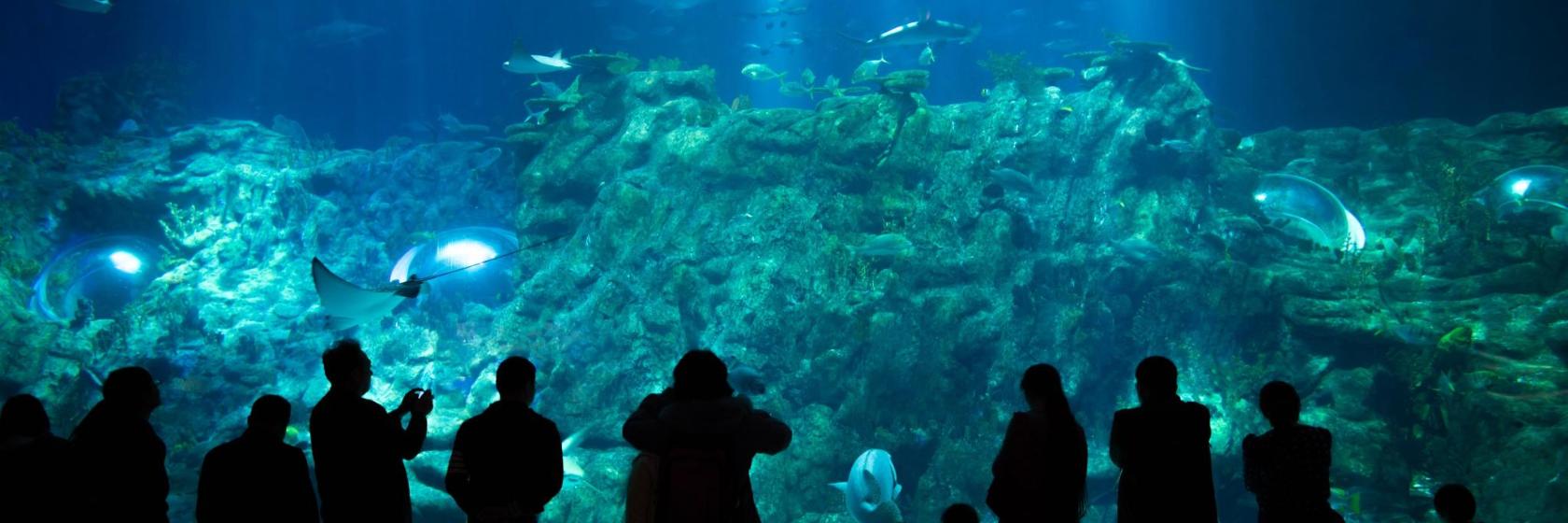 The 10 best hotels near Kuwait Scientific Center and Aquarium in Kuwait