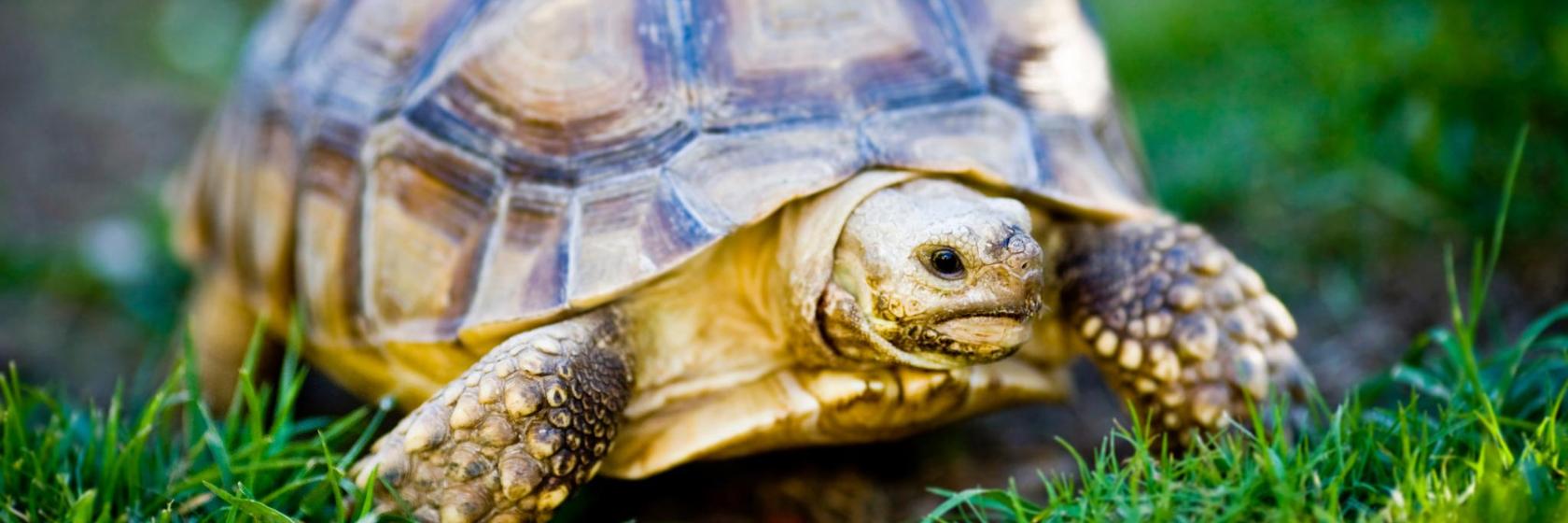 The 10 best hotels near Hattiesburg Zoo at Kamper Park in Hattiesburg