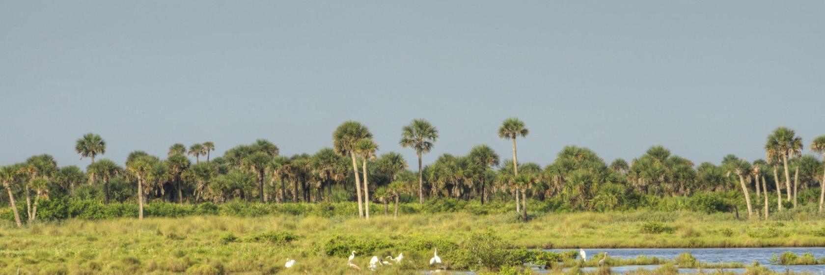 The 10 best hotels near Merritt Island National Wildlife Refuge in