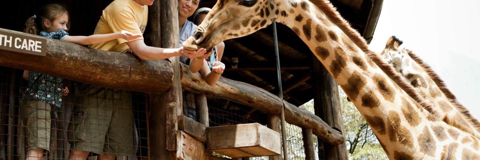 The Giraffe Center - Pride Drive Tour Solutions Limited