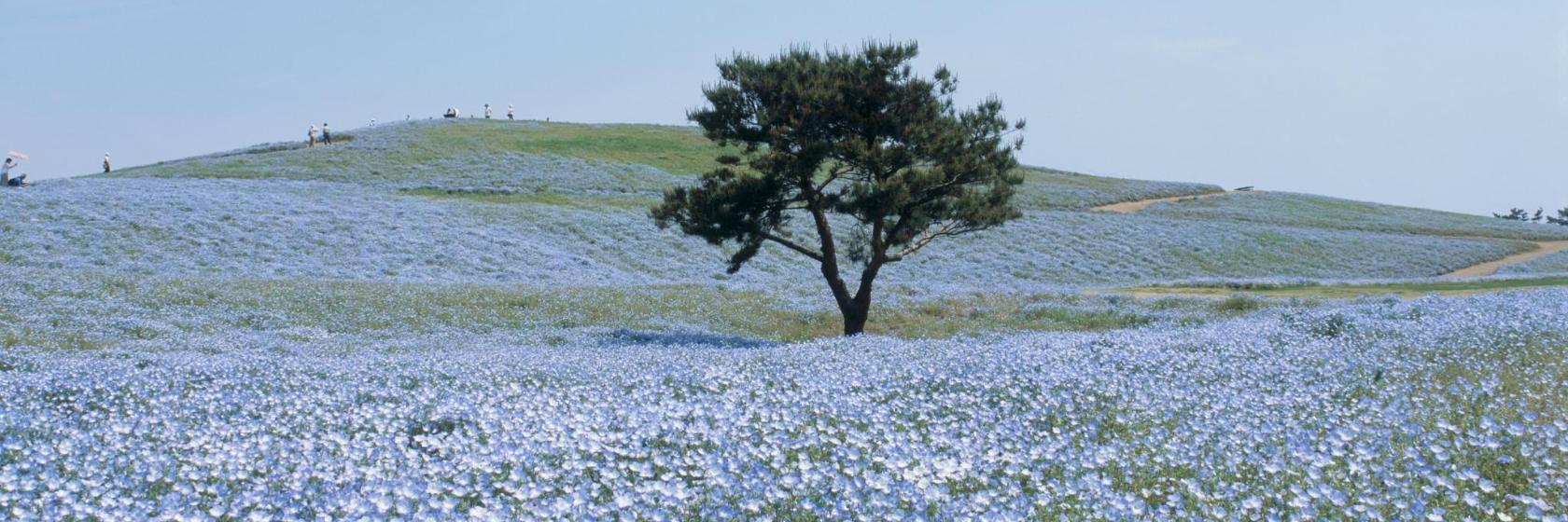 国営ひたち海浜公園 日本 ひたちなか市 近くの人気ホテル10軒