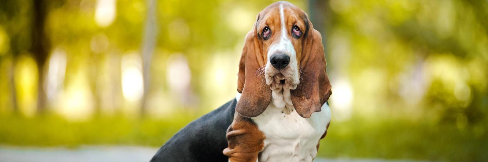 The 10 best hotels close to Dog Horse Fine Art Portraiture and