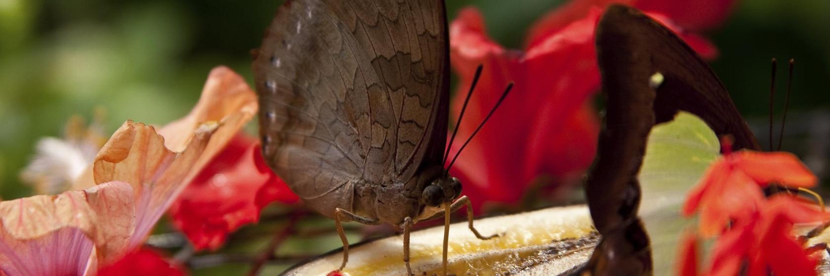 The 10 best hotels near Kuala Lumpur Butterfly Park in Kuala Lumpur