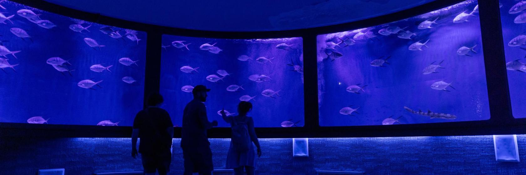 The 10 best hotels close to SEA LIFE Orlando Aquarium in Orlando