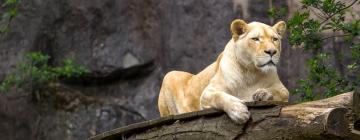 Zoo Ouwehands Dierenpark: Hotels in der Nähe