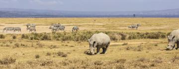 Hotels near Lake Nakuru National Park