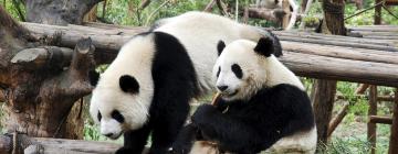 Hotel berdekatan dengan Pangkalan Penyelidikan Chengdu Pembiakan Panda Giant