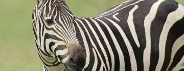 ロジャーウィリアムズパーク動物園周辺のホテル