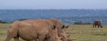 Hotels near Solio Game Reserve