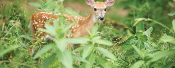 Hotelek a Parc Omega szafaripark közelében