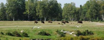 Zoo Sauvage de Saint Felicien - Centre de Conservation de la Biodiversit: Hotels in der Nähe