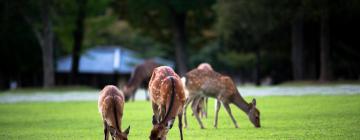 奈良公園周辺のホテル